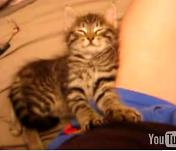 More Cute & Sleepy!